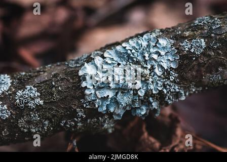 Parmelià sulcata lichen coltivato su un albero, grigio foliose lichens closeup Foto Stock