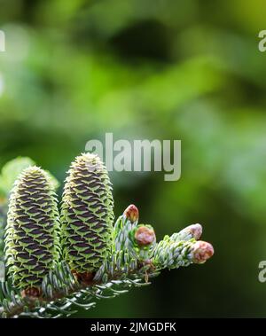 Un ramo di abete coreano con coni e gocce di pioggia su sfondo sfocato Foto Stock