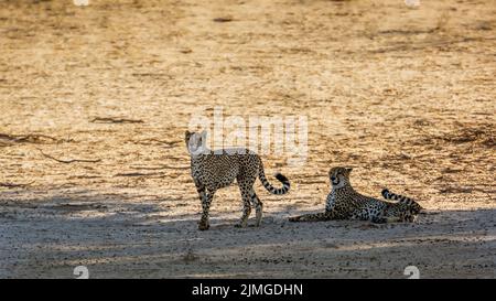 Coppia di ghepardi in allerta in terra asciutta nel parco di trasferimento di Kgalagadi, Sudafrica ; specie Acinonyx jubatus famiglia di Felidae Foto Stock
