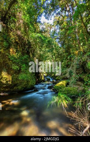 Fiume selvaggio di montagna Rio Savegre. San Gerardo de Dota, Costa Rica. Foto Stock