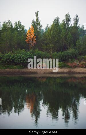 Fitta foresta con canopie di alberi verdi e una colorata canopie gialla in autunno. Foto Stock