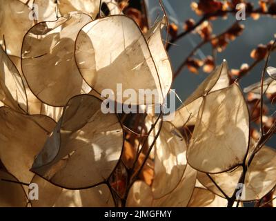 Primo piano di cialde di semi di onestà in luce solare autunno brillante Foto Stock