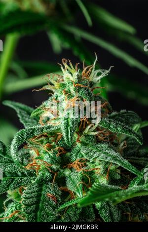 Pianta di cannabis in fiore, con stimmi bianchi e gialli sui fiori Foto Stock