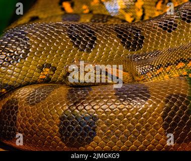 Anaconda verde (Eunectes murinus), conosciuta anche come l'anaconda gigante trovato in Sud America Foto Stock