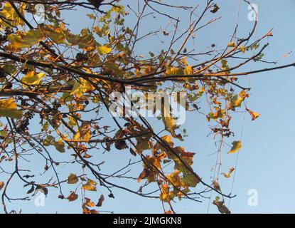 Viti con foglie e bacche si avvolgono intorno ai rami dell'albero Foto Stock