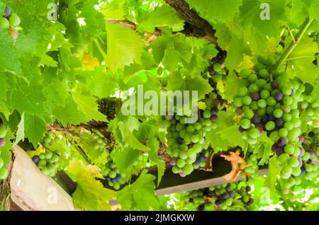 Bel vitigno di uve europee nella cantina uruguayana nella regione di Canelos. Foto Stock