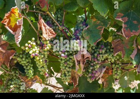 Bel vitigno di uve europee nella cantina uruguayana nella regione di Canelos. Foto Stock