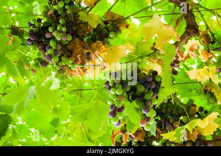 Bel vitigno di uve europee nella cantina uruguayana nella regione di Canelos. Foto Stock