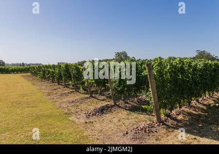 Bel vitigno di uve europee nella cantina uruguayana di Canelos Foto Stock