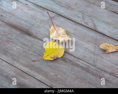 un paio di foglie autunnali solitarie giacciono su vecchie tavole Foto Stock