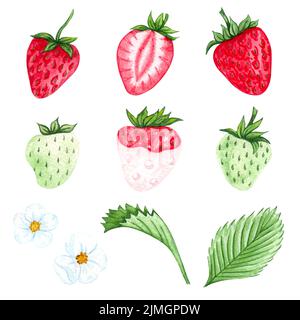 Set di fragole acquerello. Illustrazione disegnata a mano. Bacche rosse mature e foglie verdi. Estate fragola Foto Stock