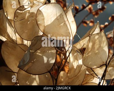 Primo piano di cialde di semi di onestà in luce solare autunno brillante Foto Stock