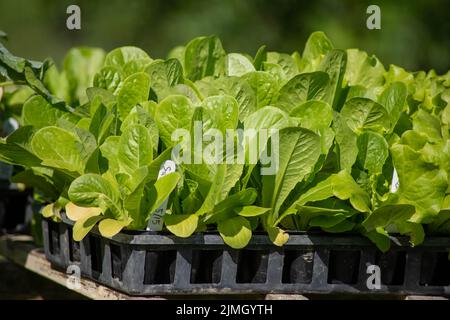 Piantine di lattuga verde in vassoi da giardino all'aperto in azienda agricola biologica Foto Stock