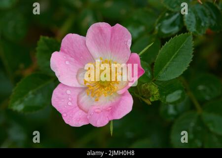 Rosa cane rosa canina fiori Foto Stock