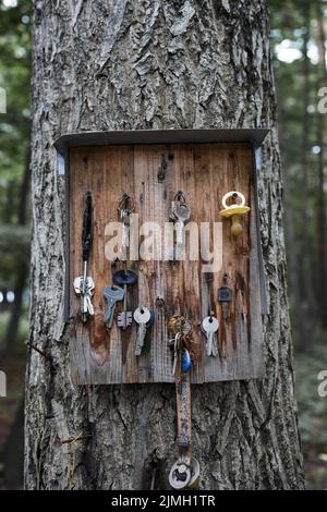 Perso auto e chiavi di casa su albero . Luogo speciale per oggetti smarriti . Scatto verticale Foto Stock