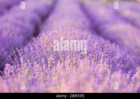 Campo di lavanda viola primo piano Foto Stock