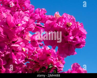 Bougainvillea rosa vibrante fiorire profusamente a Marbella Foto Stock