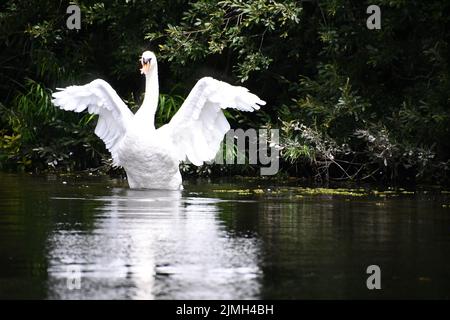 swan sul fiume, Rewer Nore, Kilkenny, Irlanda Foto Stock