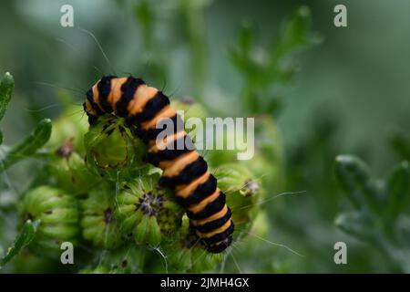 Cinnabar Moth caterpillar, Kilkenny, Irlanda Foto Stock