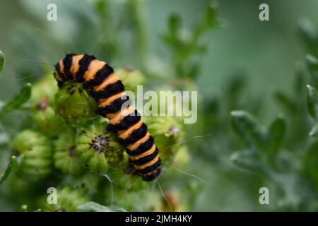 Cinnabar Moth caterpillar, Kilkenny, Irlanda Foto Stock