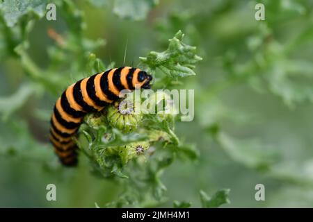 Cinnabar Moth caterpillar, Kilkenny, Irlanda Foto Stock