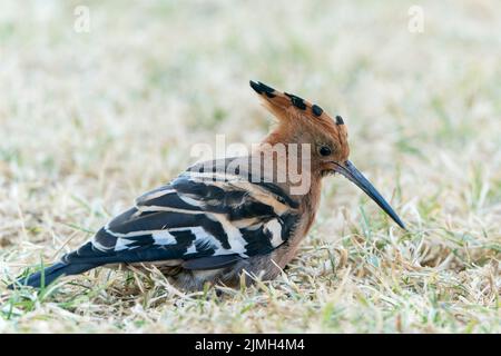 Hoopoe Africano, Upupa africana, singolo adulto che alimenta mentre si levano in piedi su vegetazione corta, Windhoek, Namibia Foto Stock