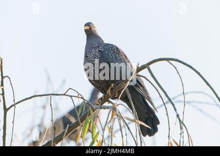 Piccione d'oliva africano, arquaterrix Columba, adulto singolo arroccato nell'albero, Johannesburg, Sudafrica Foto Stock