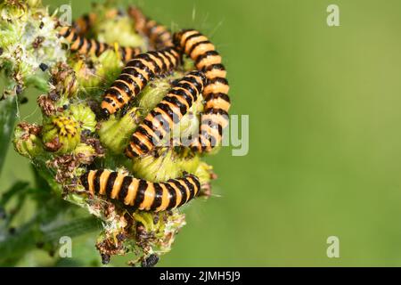 Cinnabar Moth caterpillar, Kilkenny, Irlanda Foto Stock