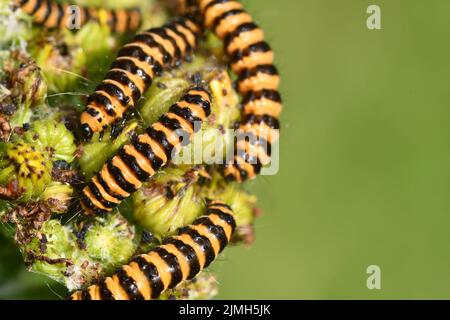 Cinnabar Moth caterpillar, Kilkenny, Irlanda Foto Stock