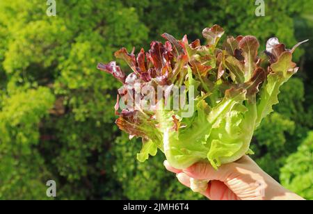 Mazzo di lattughe di quercia rossa in mano con foliage verde sfocato sullo sfondo Foto Stock