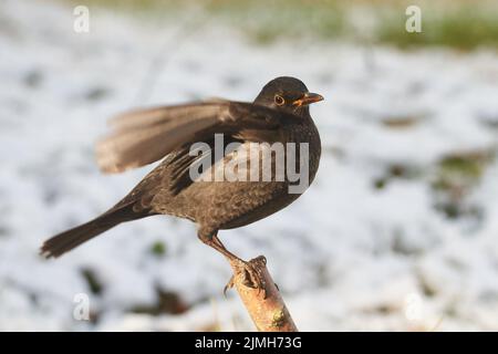 Merlo comune in inverno Foto Stock