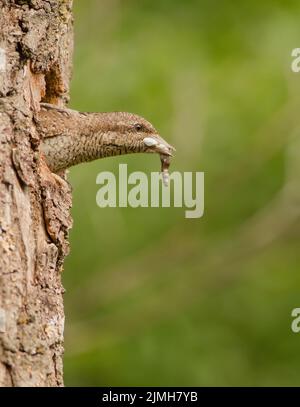 Il collo di rira eurasiatico (Jynx Torquilla) pulisce la caduta dei suoi nidi Foto Stock