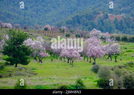 Prati colorati e mandorli con fiori rosa-bianchi in lontananza all'inizio della primavera a Cipro Foto Stock