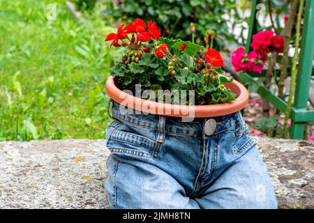 Piantatrice di jeans blu con Pelargonium Peltatum fiori di scarlatto rosso. Decorazione vintage giardino. Foto Stock