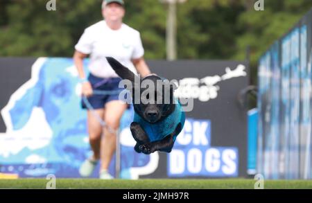 Raleigh, Carolina del Nord, Stati Uniti. 6th ago 2022. Un cane da ormeggio si appresta per un giocattolo di recupero, mentre i Carolina DockDogs hanno presentato canini di talento durante una competizione al NC PET Expo di Raleigh, N.C. Carolina DockDogs è un club affiliato sanzionato di DockDogs World Wide che serve lo stato del North Carolina in competizioni che includono Big Air, Speed Retrieve, Extreme Vertical & Iron Dog. (Credit Image: © Bob Karp/ZUMA Press Wire) Foto Stock