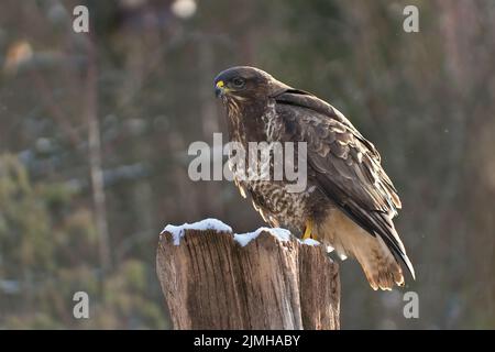 Poiana comune (Buteo buteo) seduta su un ceppo innevato di un albero in una fredda mattinata invernale Foto Stock