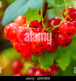 Grappoli di ribes rosso alla luce del sole. Concetto di raccolto Foto Stock