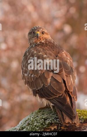 Primo piano ritratto di buzzard comune (Buteo buteo) in attesa di preda Foto Stock