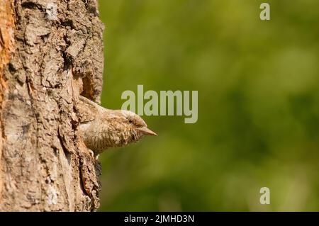 Il collo di rito eurasiatico (Jynx Torquilla) sta per lasciare il nido in cerca di cibo per i suoi nidi Foto Stock