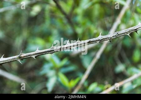 Chiudere le spine del cespuglio Foto Stock