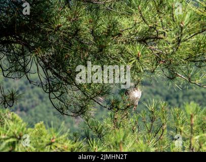 bianco, nido di seta della falena processionaria del pino (thaumetopoea pityocampa) Foto Stock