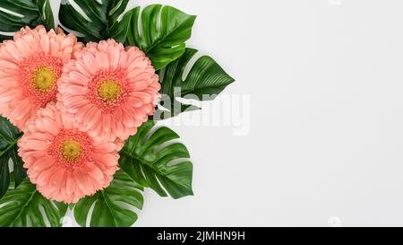 Foglie di Monstera con fiori di gerbera Foto Stock