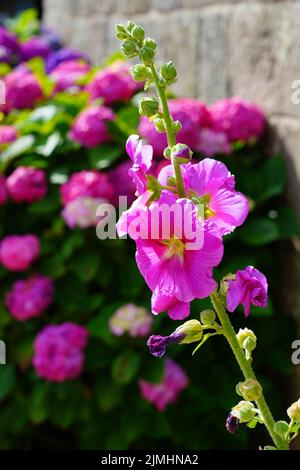 Rosa hollyhock alcea fiore rosea in fiore Foto Stock