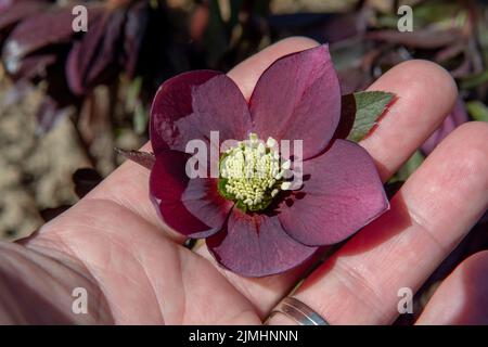 Rosa di Natale (Helleborus niger) fiorita in giardino. Fiori neri in fiore di Hellebore. Foto Stock