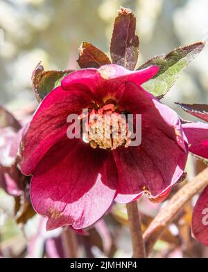 Rosa di Natale (Helleborus niger) fiorita in giardino. Fiori neri in fiore di Hellebore. Foto Stock