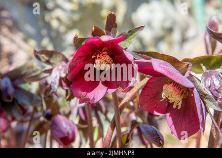 Rosa di Natale (Helleborus niger) fiorita in giardino. Fiori neri in fiore di Hellebore. Foto Stock