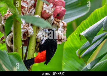 Tanager rumped scarlatto - Ramphocelus passerinii Foto Stock