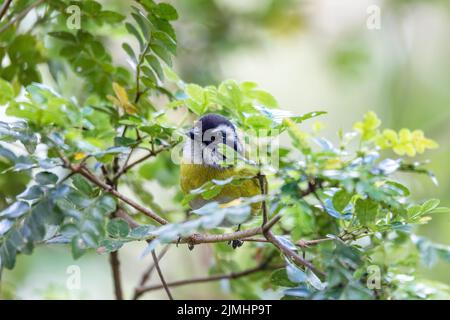 Tanager di cespuglio con tappo sooty - Chlorospingus pileatus, San Gerardo de Dota, Costa Rica. Foto Stock