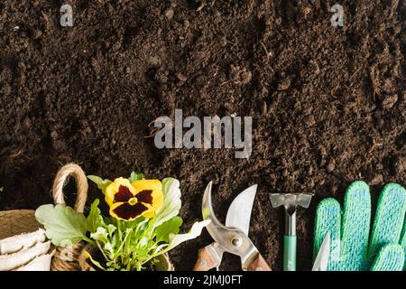 Vasi di torba Pansy pianta attrezzi di giardinaggio guanti suolo Foto Stock