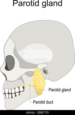 Posizione della ghiandola parotide sinistra nell'uomo. Cranio umano con ghiandola salivare e dotto parotideo. Illustrazione vettoriale Illustrazione Vettoriale